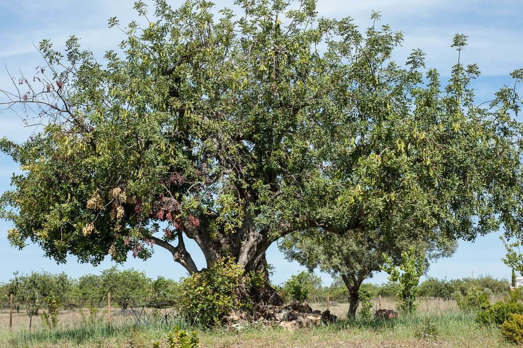 Casa de Campo Pensão Agrícola