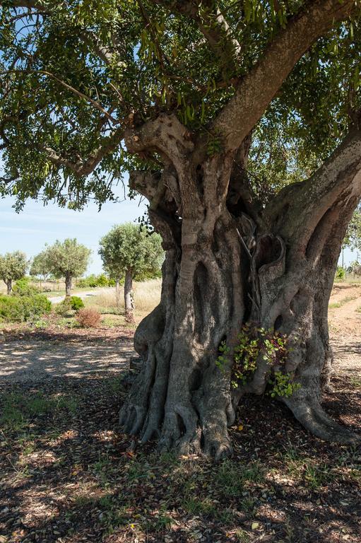 Casa di campagna Pensao Agricola *